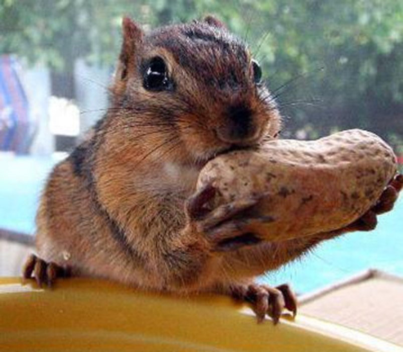 Nut eating