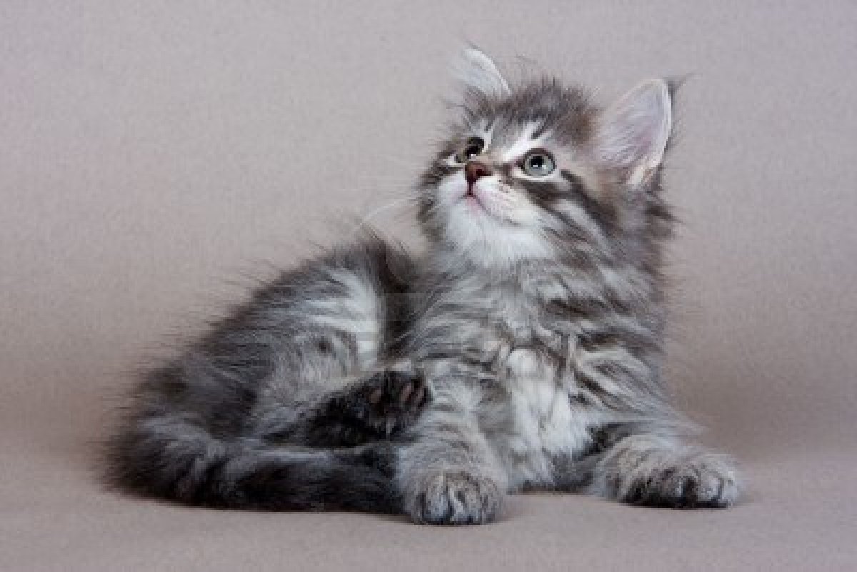 Сибирская кошка голубой табби