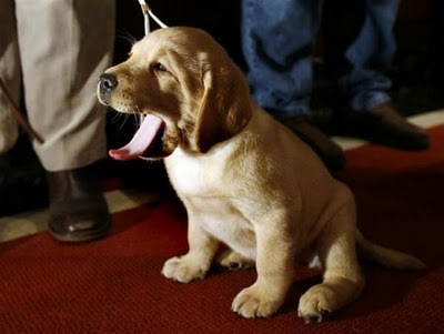 Dog Yawning Funny Picture