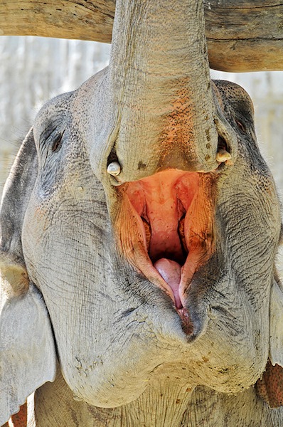 Elephant Funny Yawning