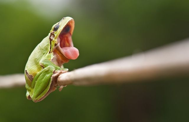 Funny Frog Yawning