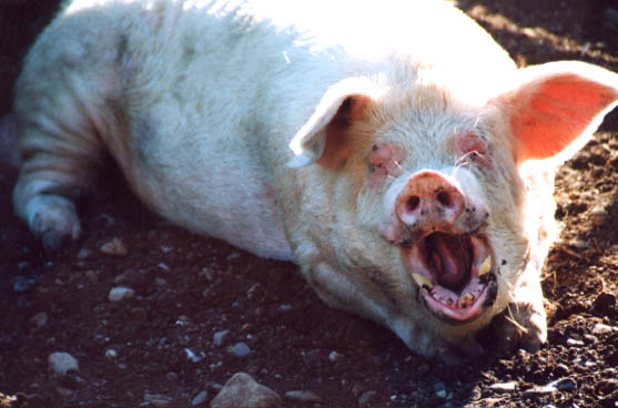 Funny Pig Yawning