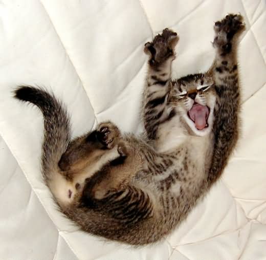 Funny Yawning Cat