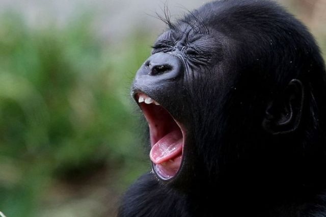 Funny Yawning Chimpanzee Picture