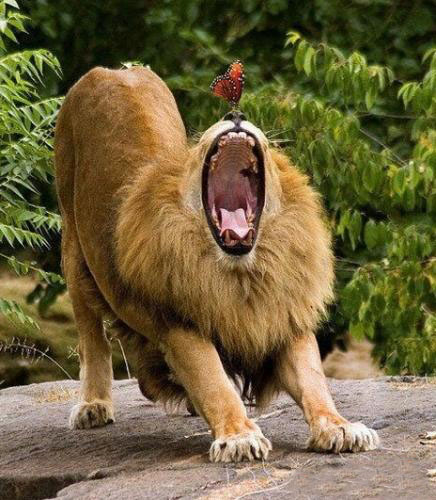 Funny Yawning Lion Picture