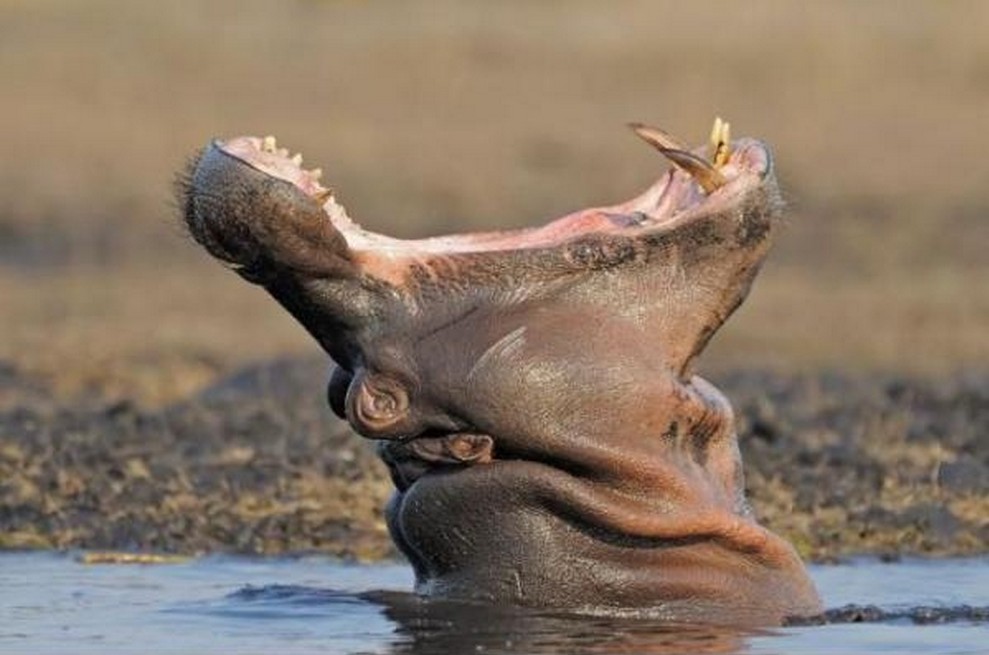 Hippo Funny Yawning Photo