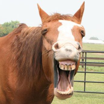 Horse Funny Yawning Picture