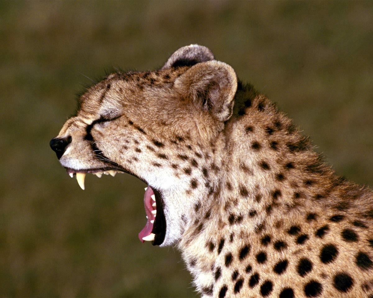 Leopard Funny Yawning Picture