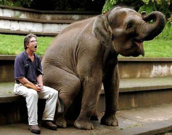 Man And Elephant Yawning Picture