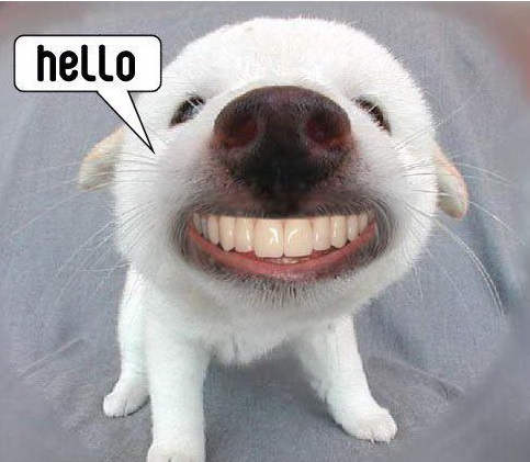 Funny Smiling Puppy Wish You Hello Picture