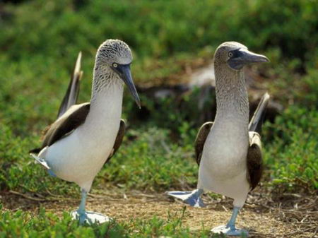 Birds Couple Funny Dancing