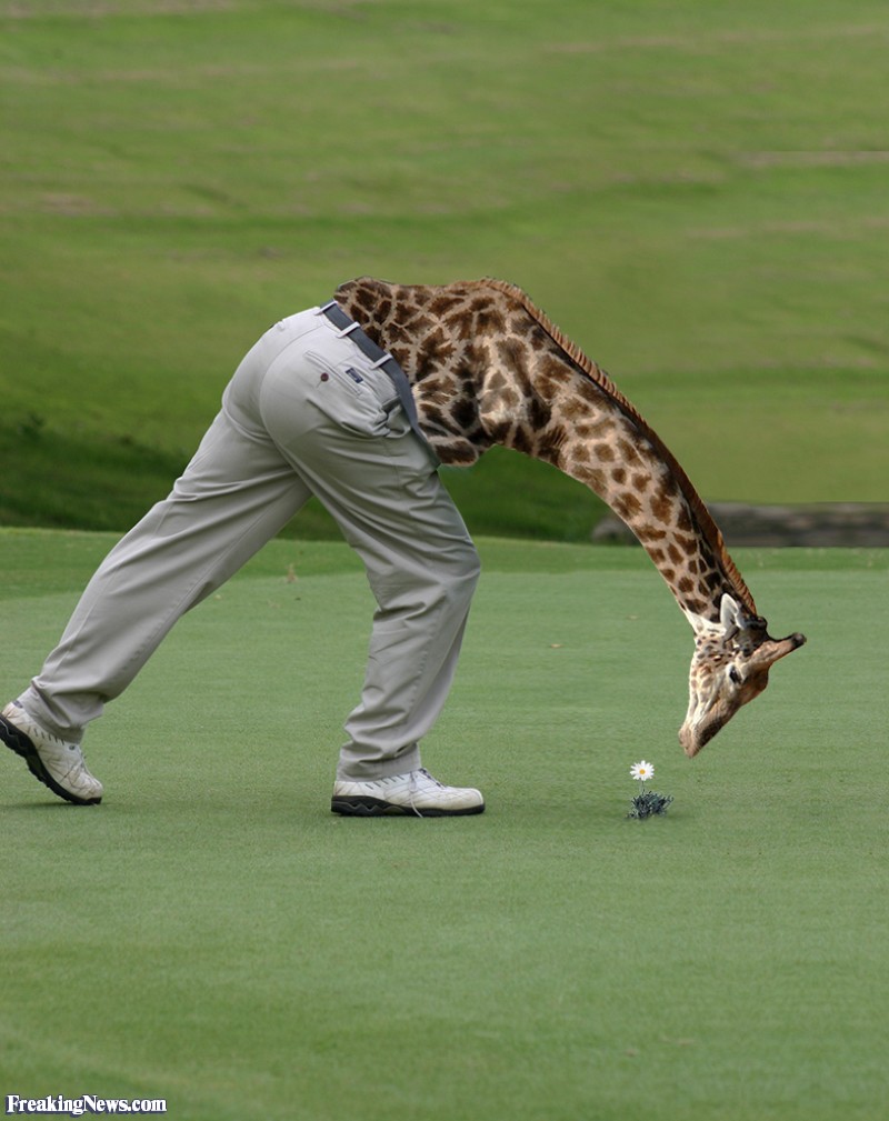 Funny Giraffe Man Smelling Flower On Golf Ground