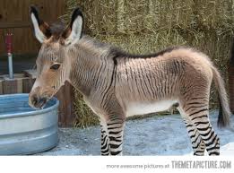 Donkey With Zebra's Socks Funny Image