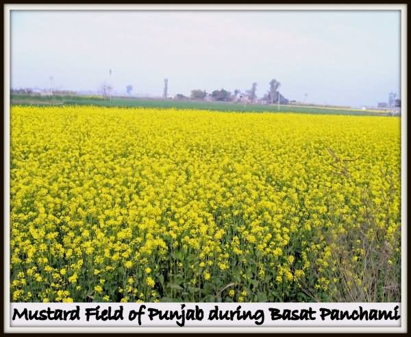 Mustard Field Of Punjab During Basant Panchami