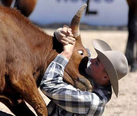 Bull Fight With Man Funny Image