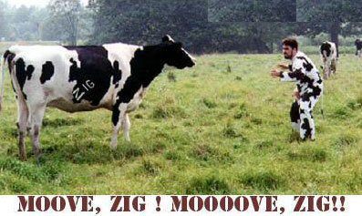 Cow Funny Fight