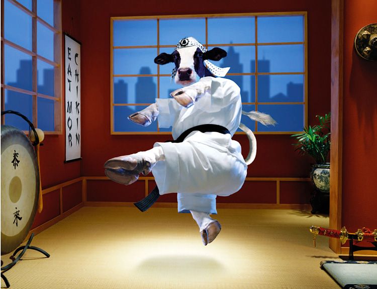 Cow In Karate Costume Funny Picture