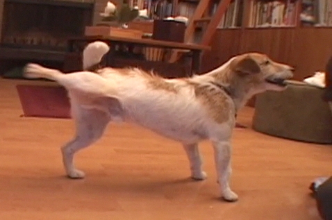 Dog Kicking Funny Karate Picture