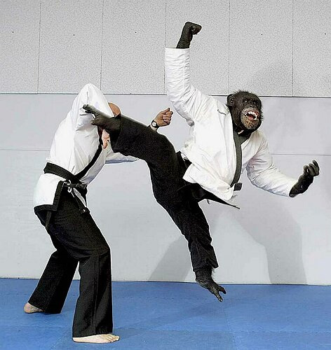 Funny Chimpanzee Karate Picture