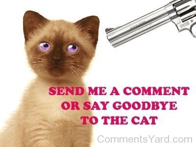 Send Me A Comment Or Say Goodbye To The Cat