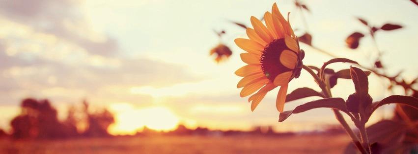 Sunflower Facebook Cover Picture