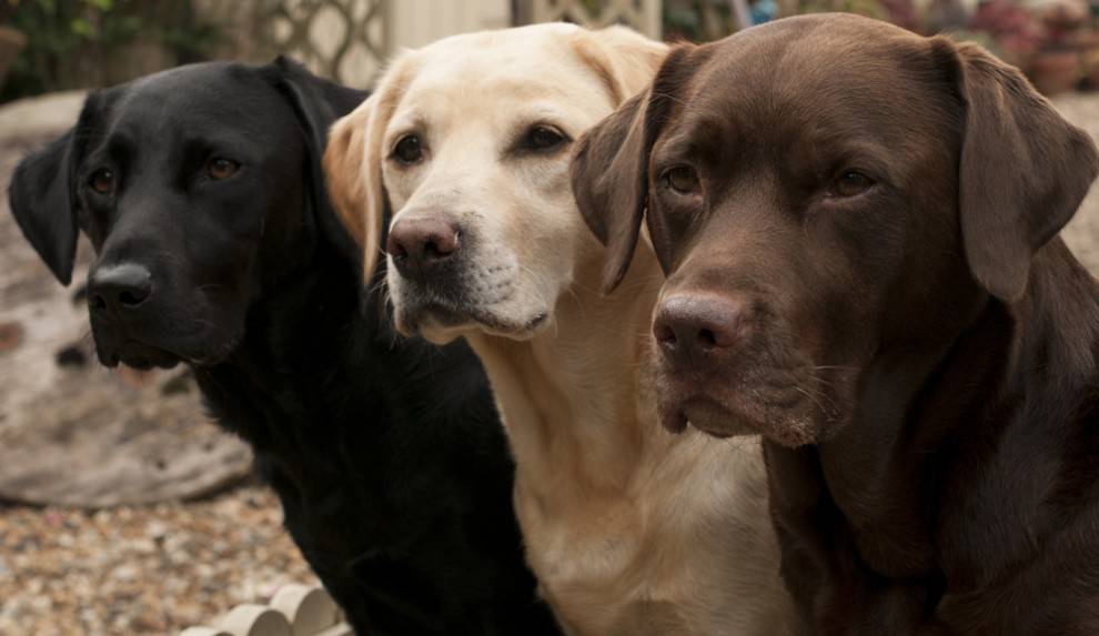 Black, Blonde And Brown Labrador Retriever Dogs