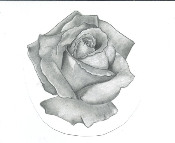 Grey Ink Rose Tattoo Design By Krista