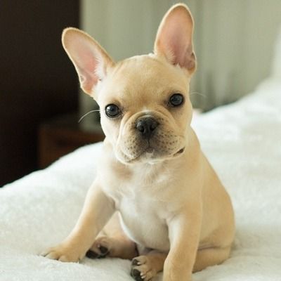 White French Bulldog