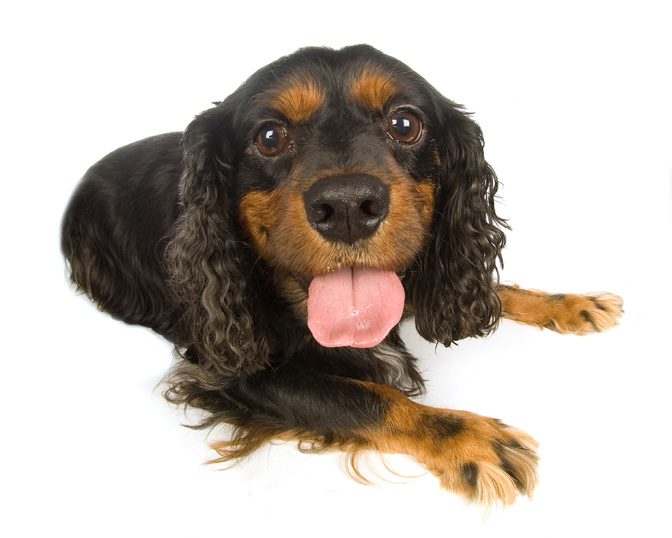 Black And Brown Cocker Spaniel Puppy Picture