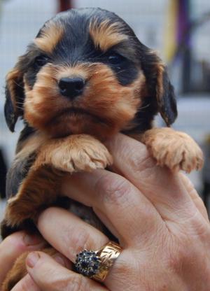 Black And Brown Cute New Born Puppy