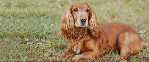 Brown Cocker Spaniel Dog