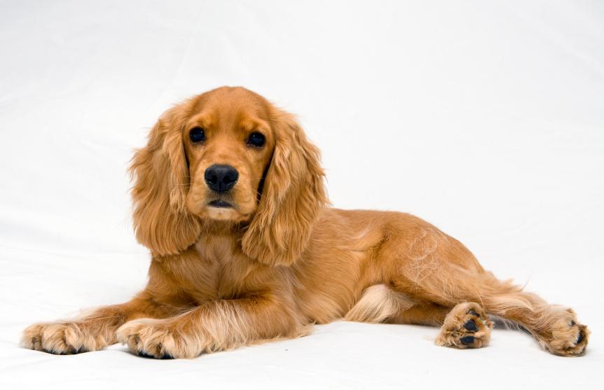 Cute Cocker Spaniel Dog Picture