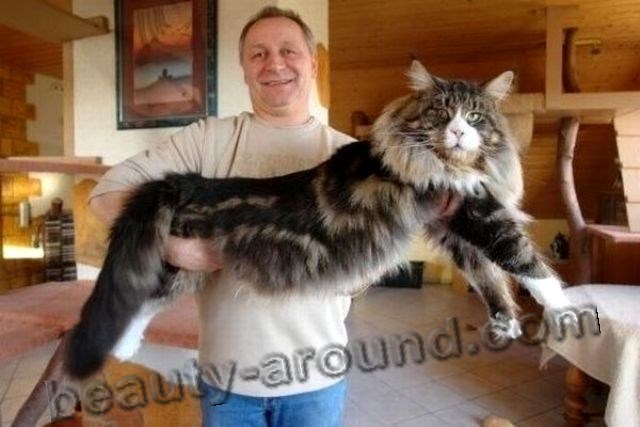 Big Maine Coon