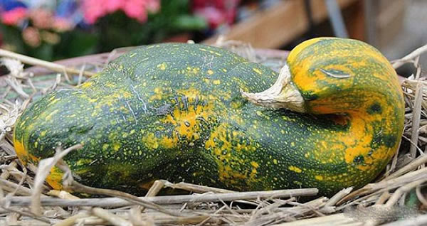 Bird Shape Pumpkin Funny Vegetable Picture