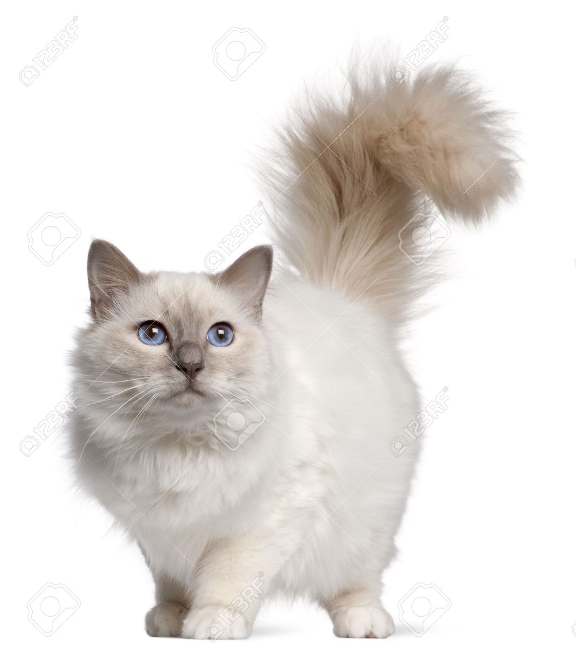 11 Months Old White Birman Cat