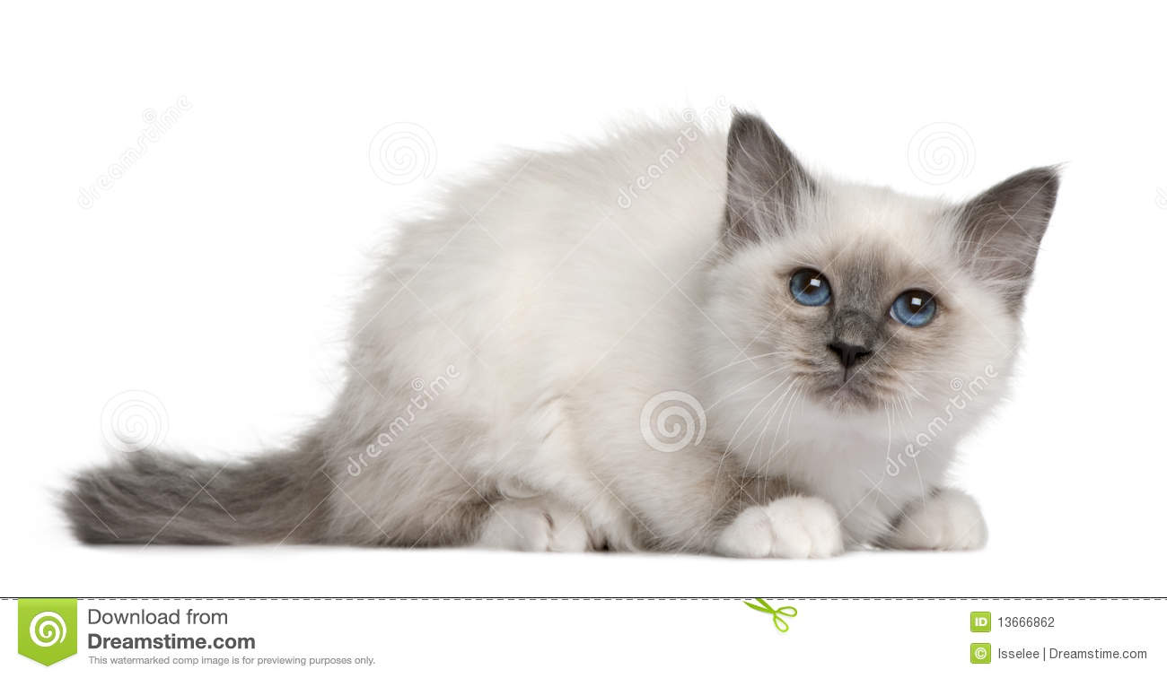 3 Month Birman Kitten