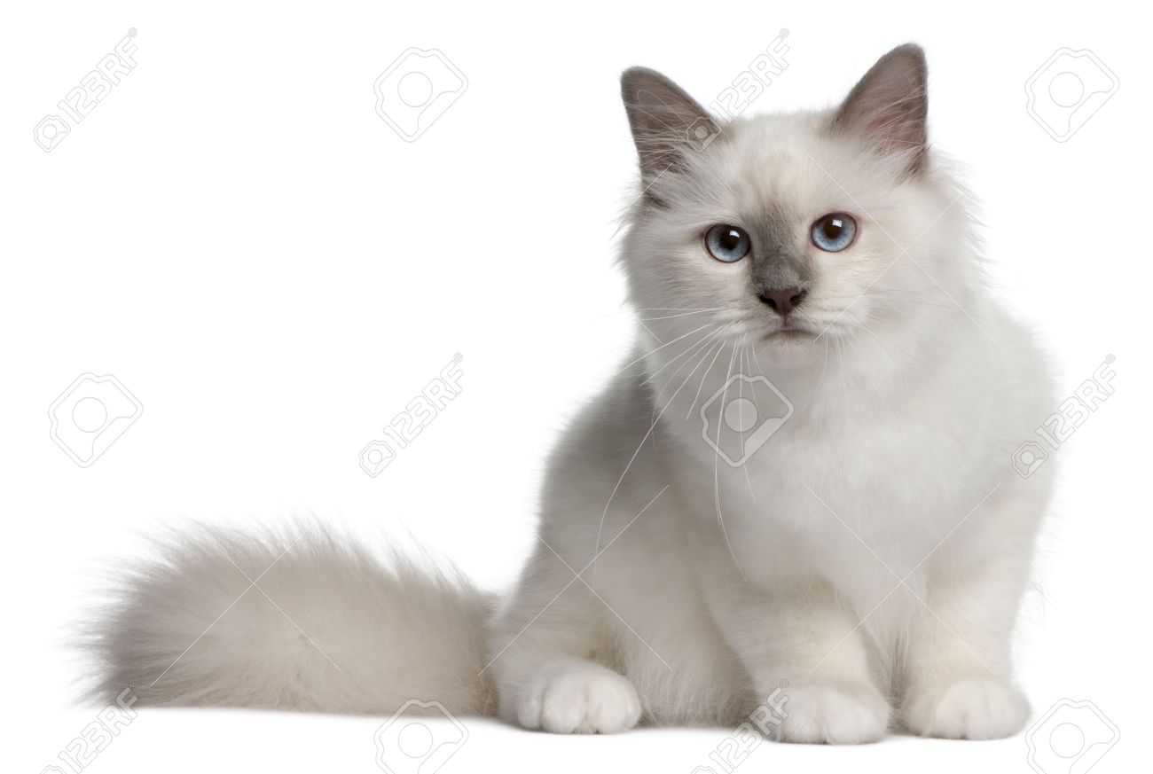 4 Months Old White Birman Cat