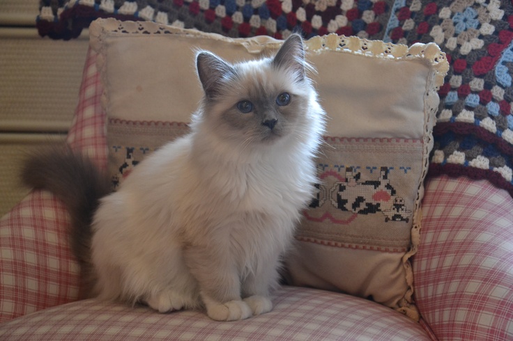 Beautiful Birman Kitten Sitting On Sofa