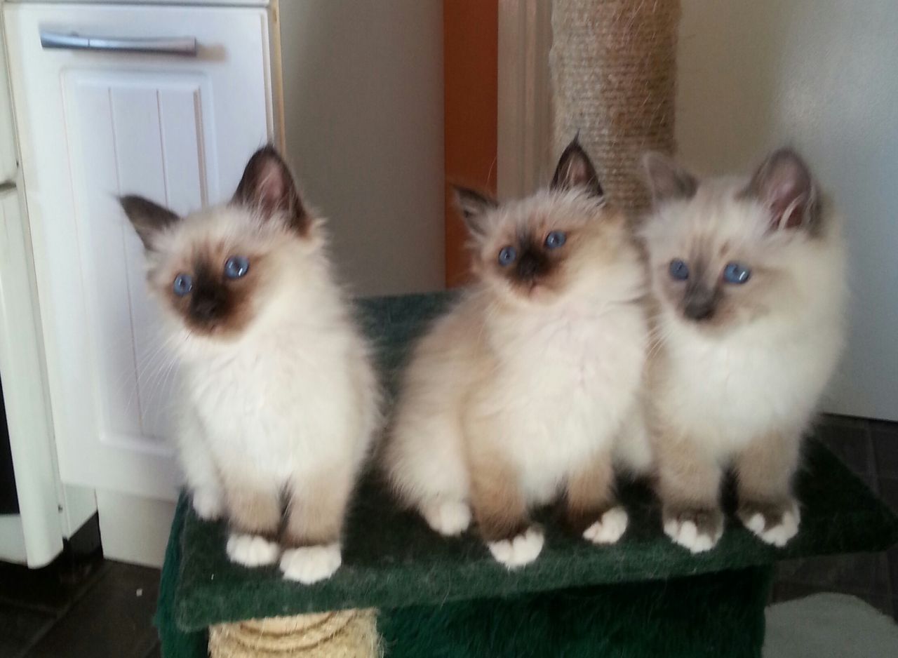 Beautiful Birman Kittens