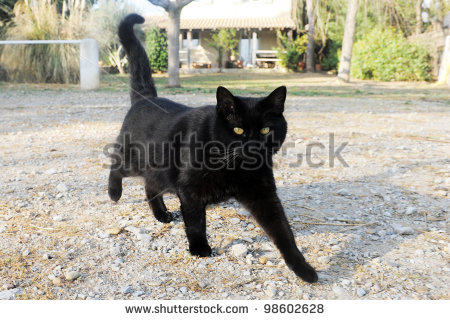 Beautiful Black Birman Cat