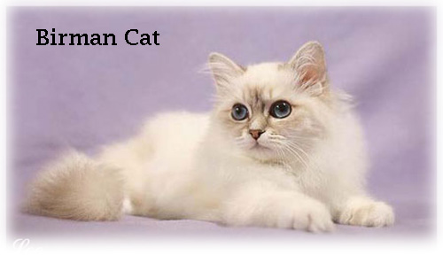 Beautiful White Birman Cat Picture