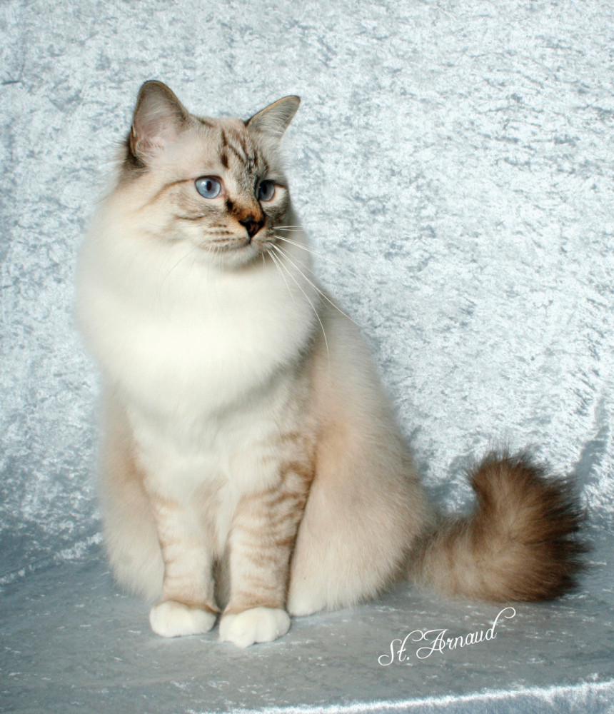 Beautiful White Birman Cat