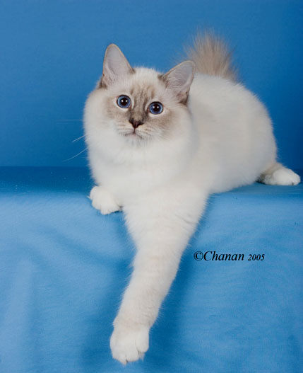 Beautiful White Birman Kitten