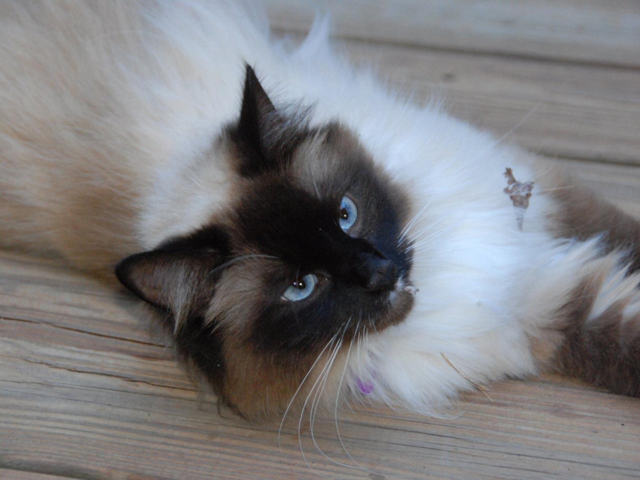 Birman Cat Laying