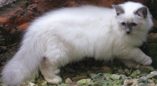 Birman Cat Photo