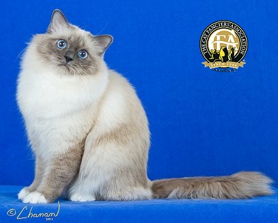 Birman Cat Sitting