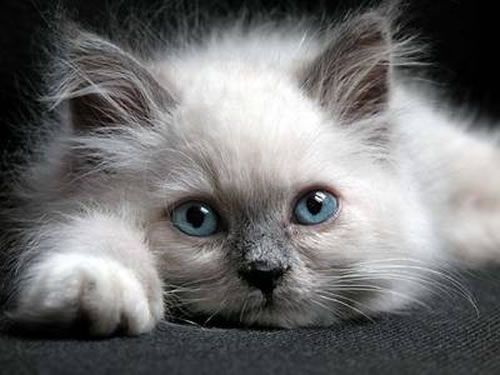 Birman Kitten Laying