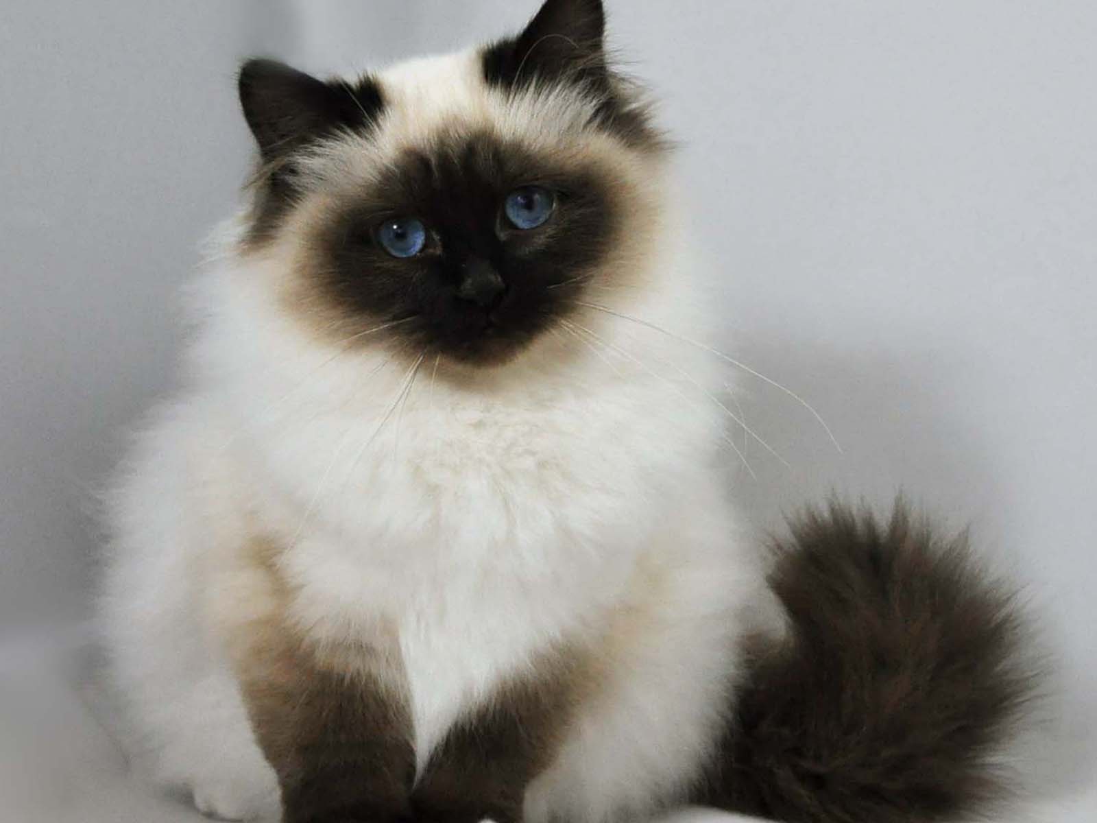 Birman Kitten Photo