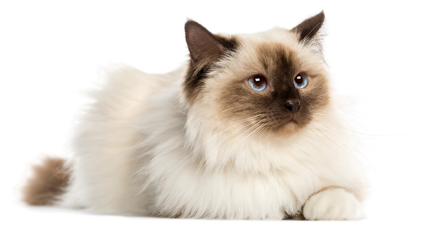 Birman Kitten Picture