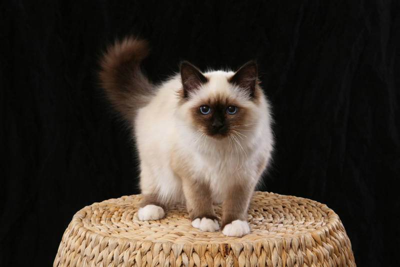 Birman Kitten Standing On Basket